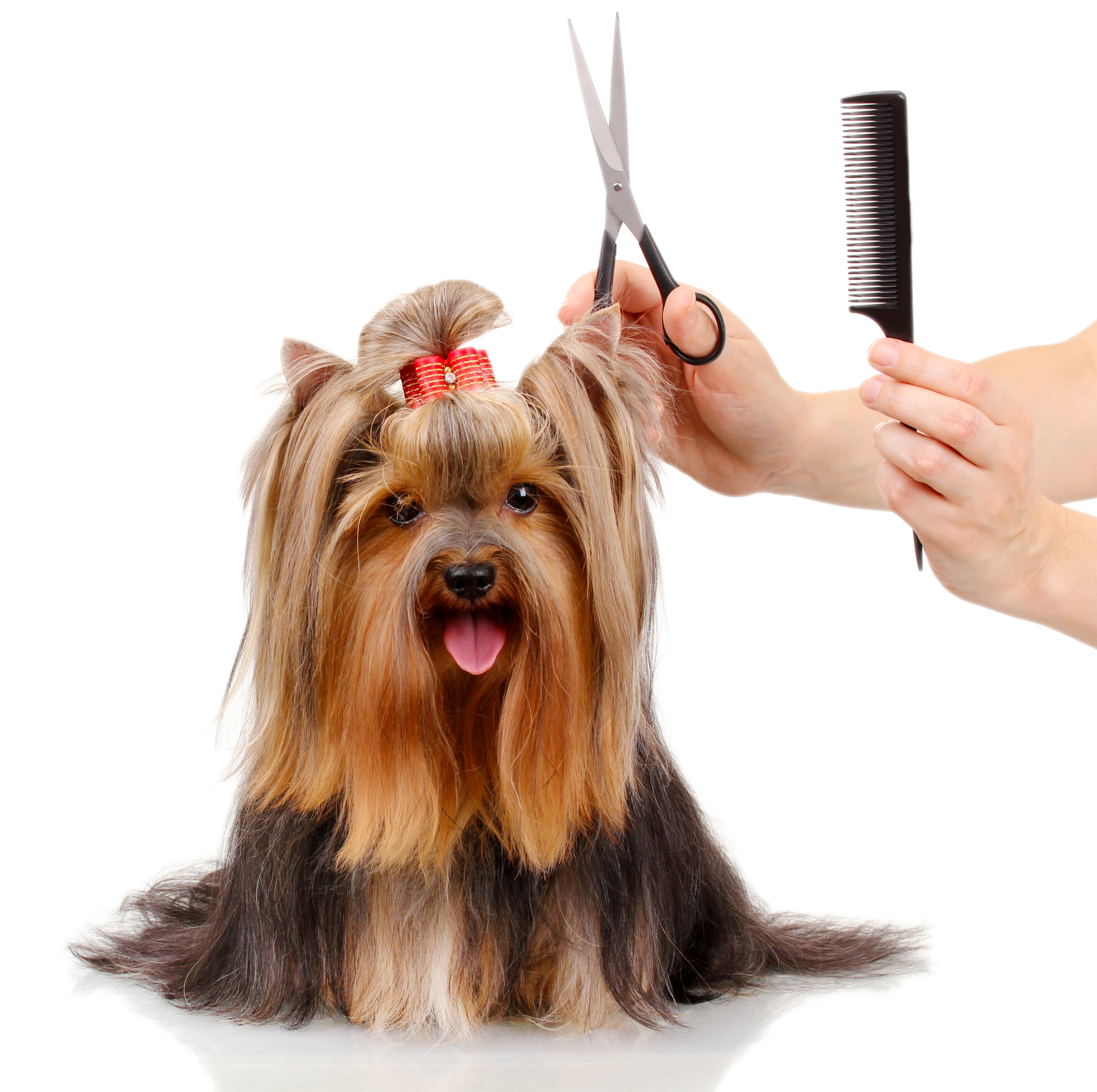 Professional Grooming | All Breeds & Ages | Bark N Bubbles of Fairfax