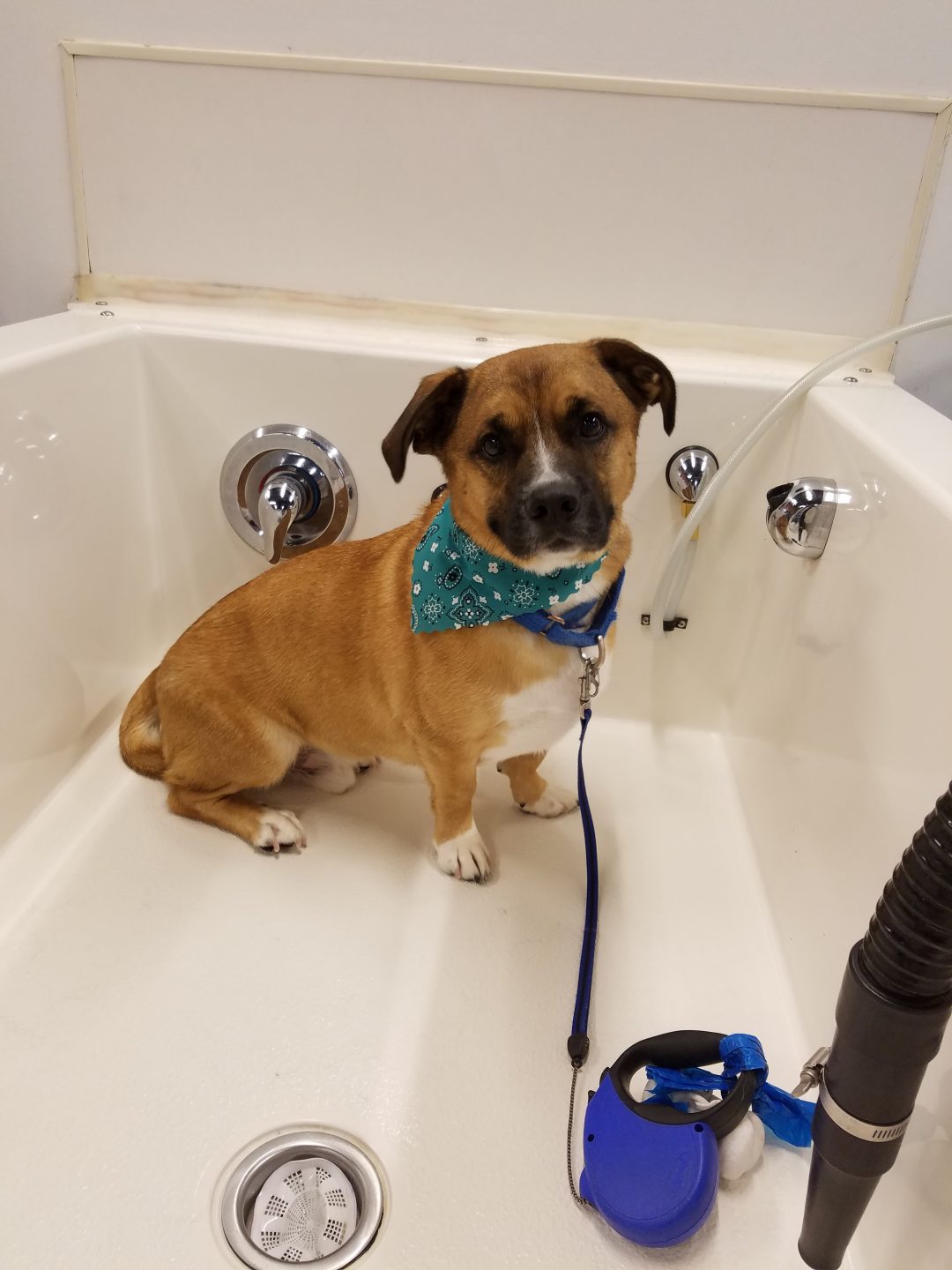 20160731_141151 Bark N Bubbles Fairfax