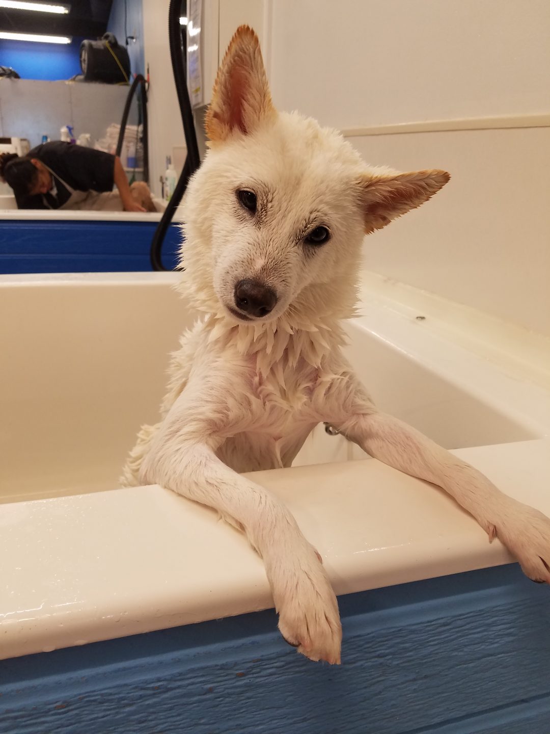 20161030_112608 Bark N Bubbles Fairfax