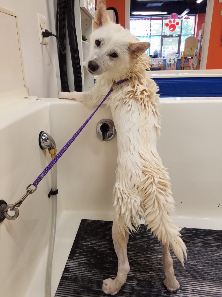 20161030_112703 Bark N Bubbles Fairfax