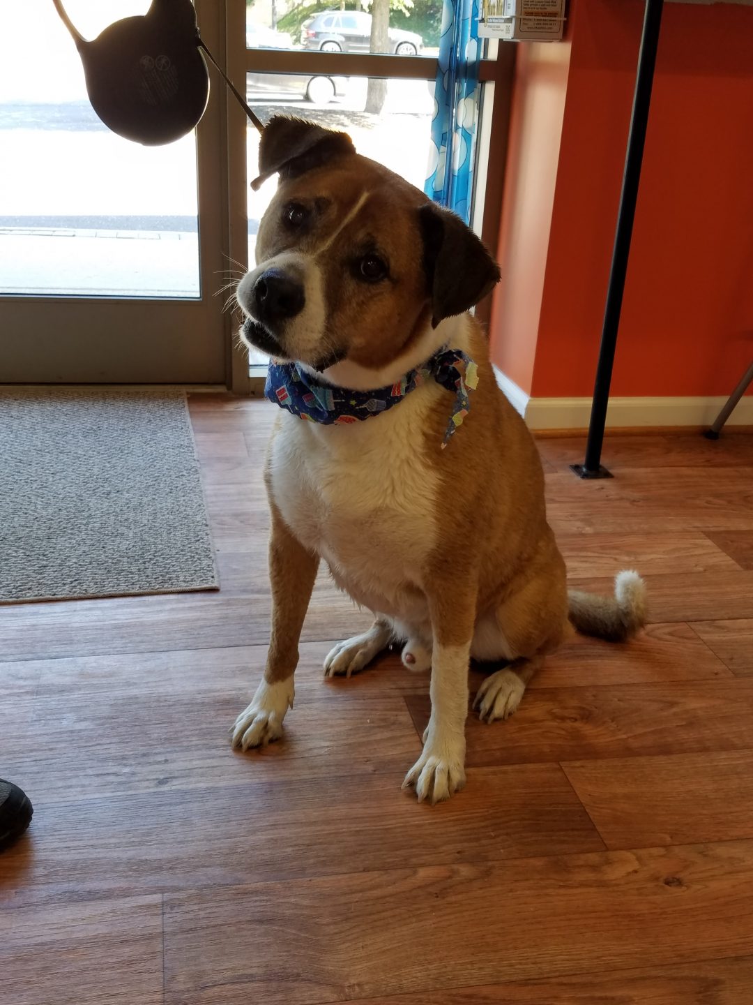 Rocky Birthday Bark N Bubbles Fairfax